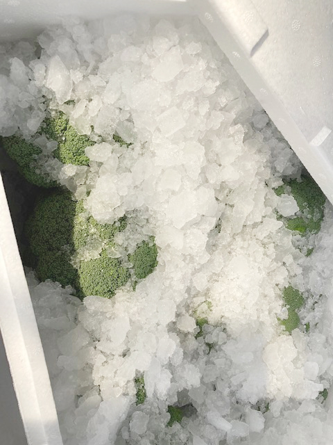 氷詰め発泡スチロール出荷