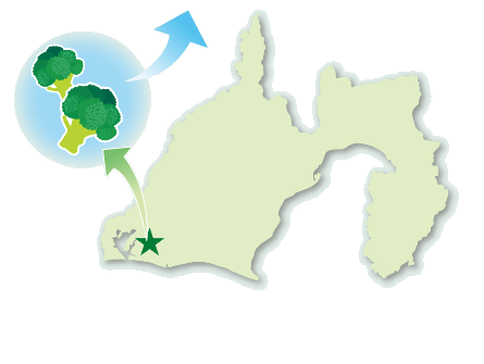 静岡県内の生産・加工のイメージ図